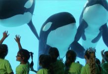 Sea World and the Reputational Risk: A Bigger Piece of Investor Legal Actions