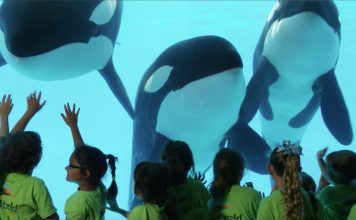 Sea World and the Reputational Risk: A Bigger Piece of Investor Legal Actions