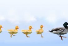 Getting your ducks in a row for the next CEO