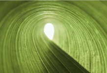 Adapting to a new world