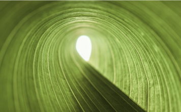 Adapting to a new world