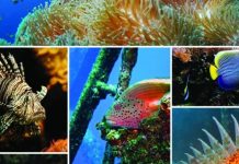 ¿Eliminemos la diversidad en los directorios?