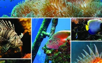 ¿Eliminemos la diversidad en los directorios?